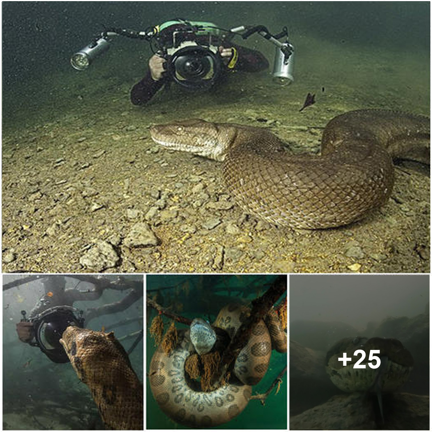 Diver has incredible face to face encounter with giant anaconda ...